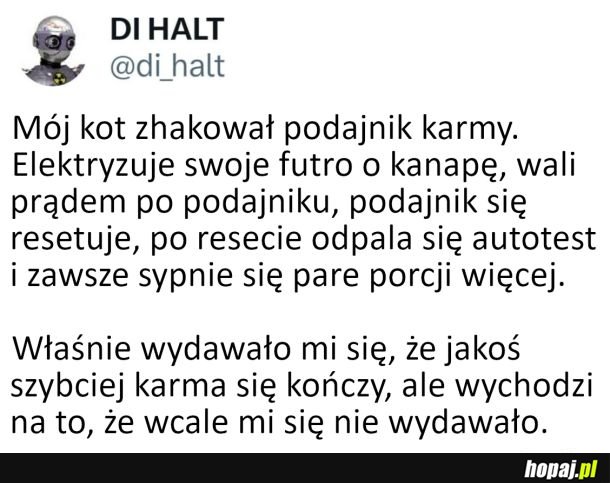 Kot haker