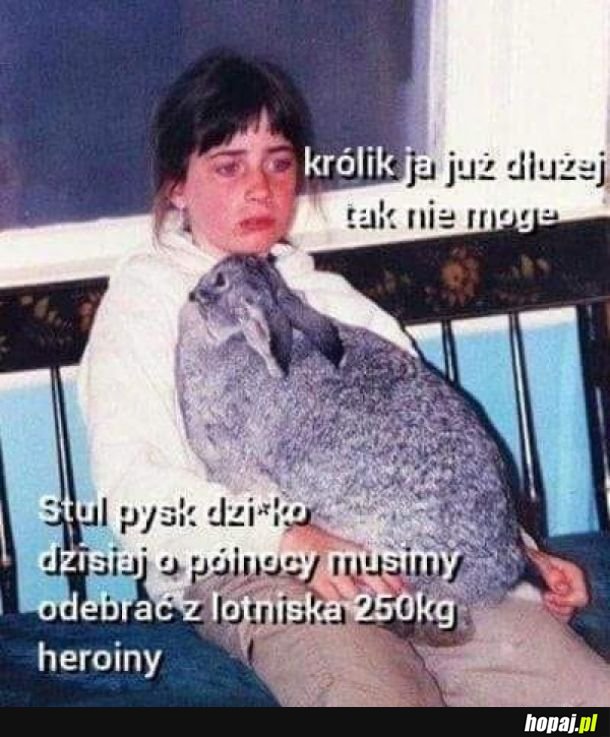 Panie Królik