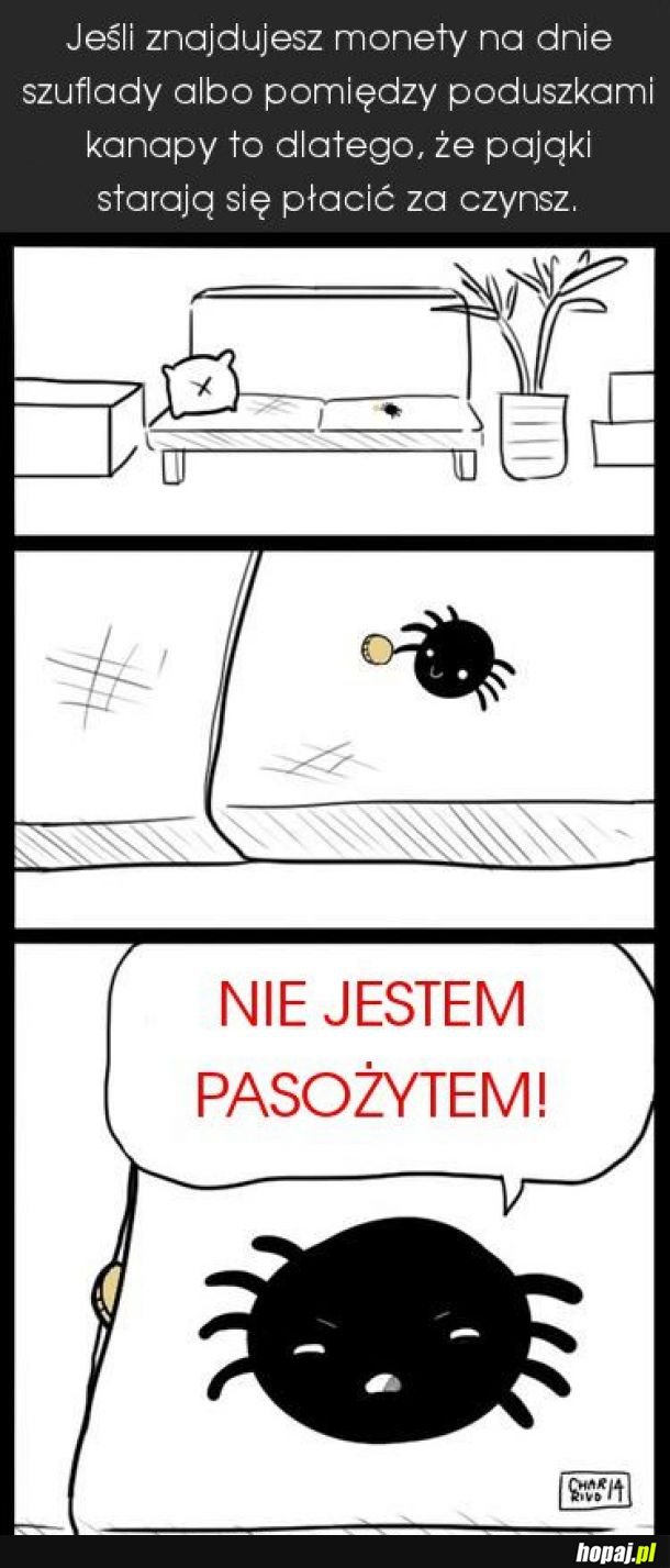 Dobry ziomek pająk 