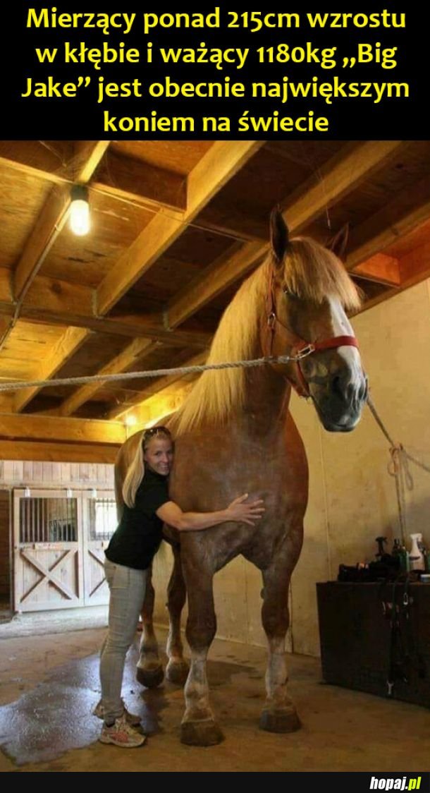 Największy koń