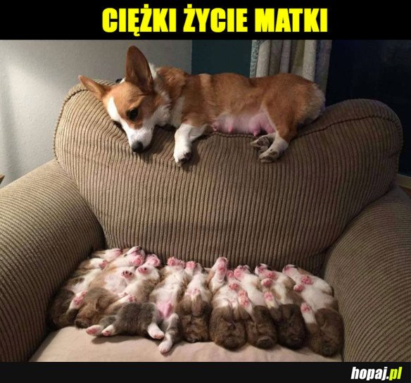 CIĘŻKIE ŻYCIE MATKI