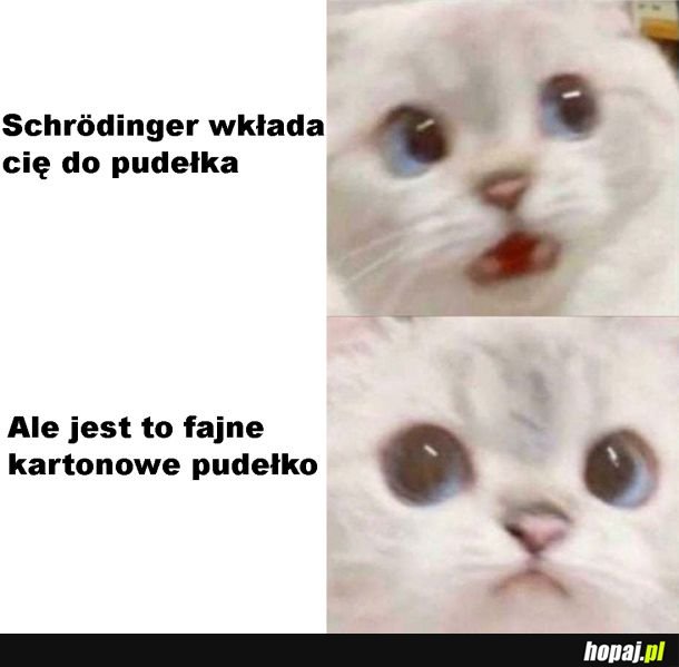 Kot Schrödingera