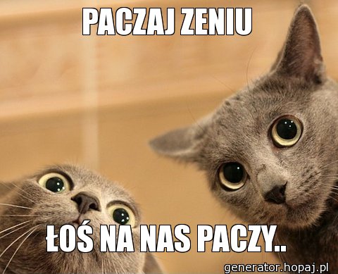 PACZAJ ZENIU