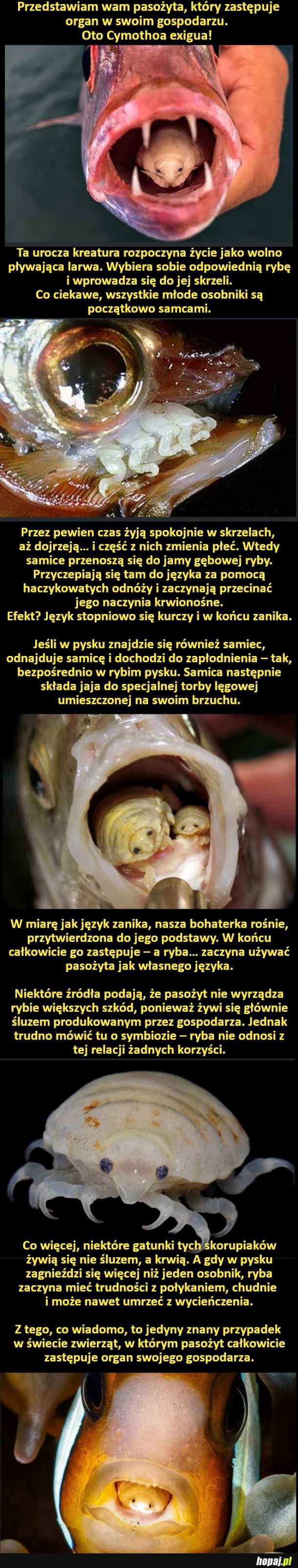 Pasożyt, który zastępuje organ w swoim gospodarzu