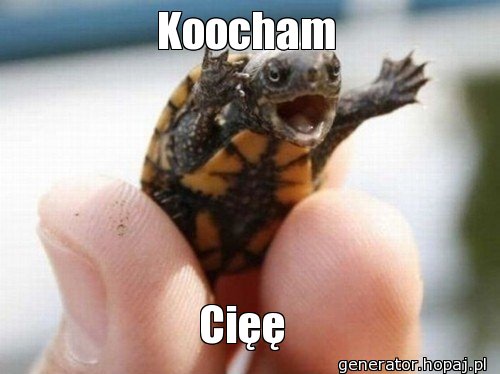 Koocham