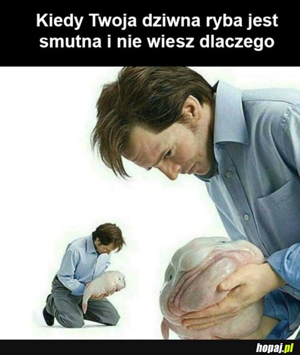 CO CI JEZD RYBO