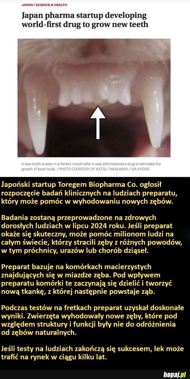 Być może już za kilka lat, będziemy mogli wyhodować nowe zęby