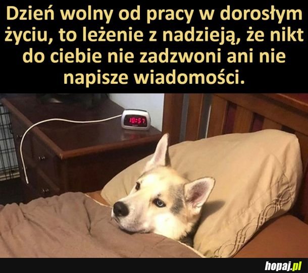 Dzień wolny od pracy