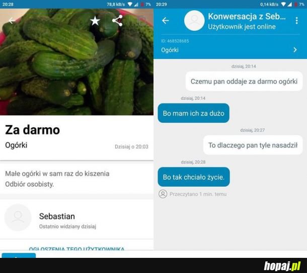  Ogórki za darmo rozdajo