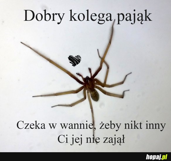 Kolega pająk