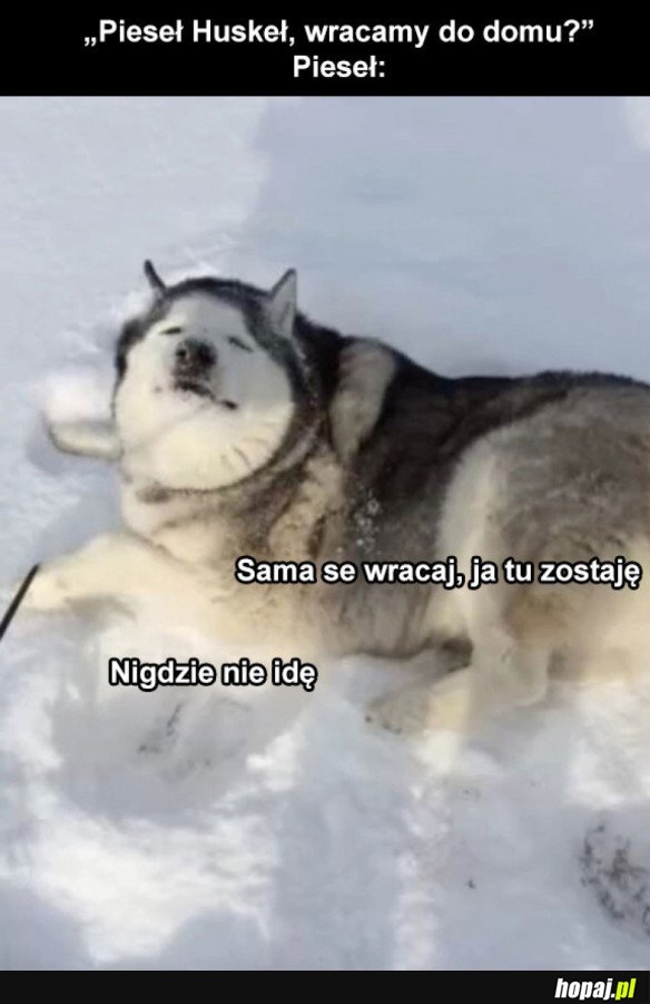 Husky zostaje