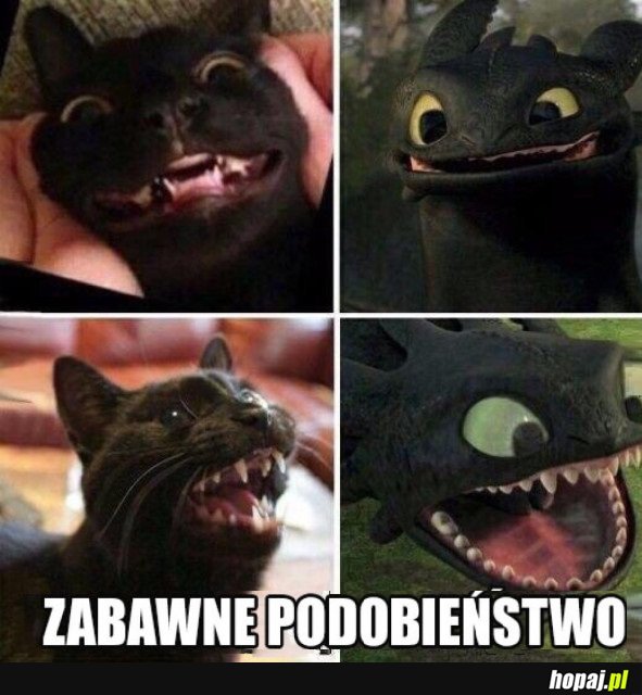 ZABAWNE PODOBIEŃSTWO