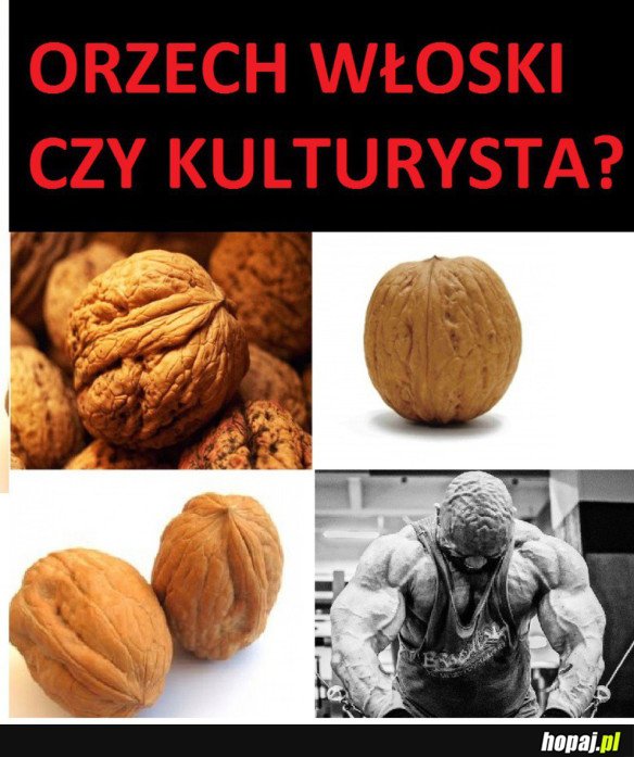 ŁEB JAK ORZECH