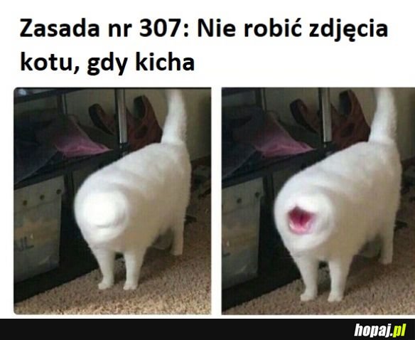 Zdjecie kota