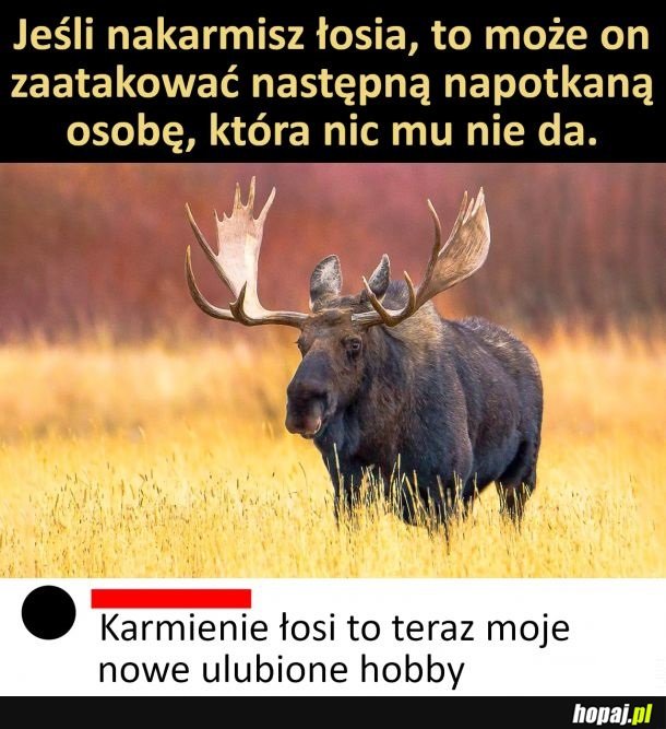 Łosie