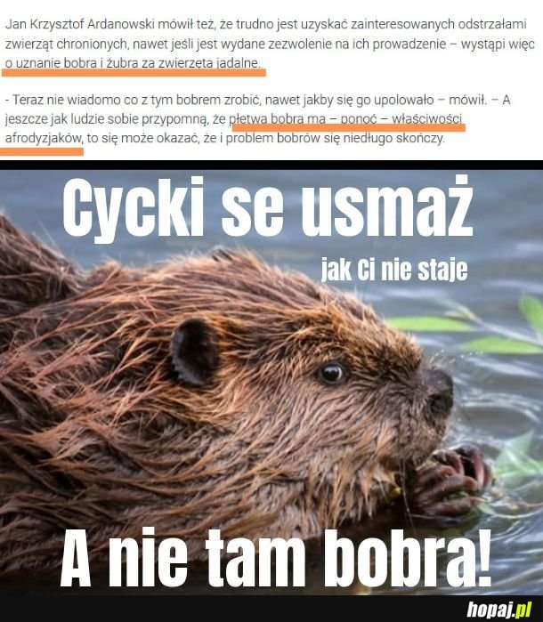 Zjedz bobra, ziemniaczki zostaw 