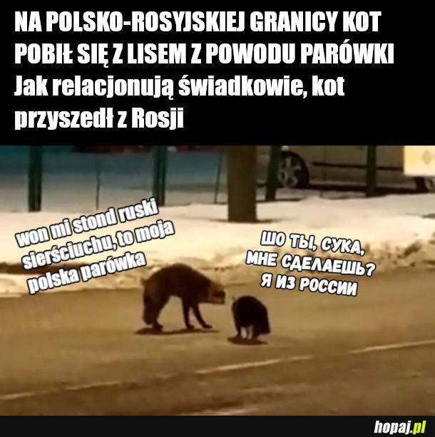 Liseł vs koteł, epic battle, ochrona granic