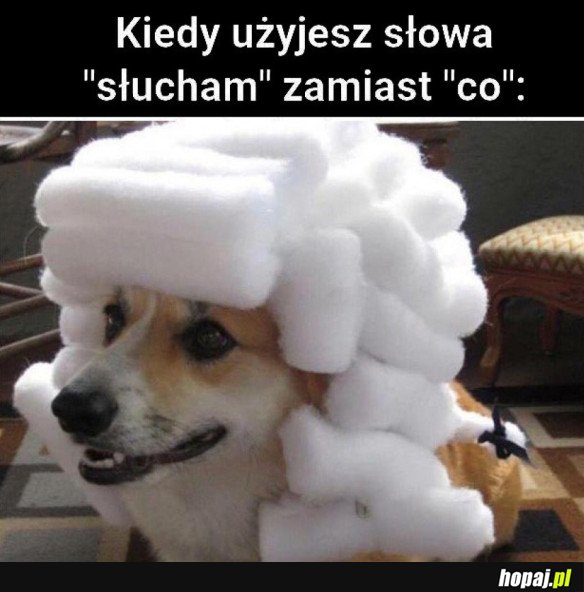 ARYSTOKRATA