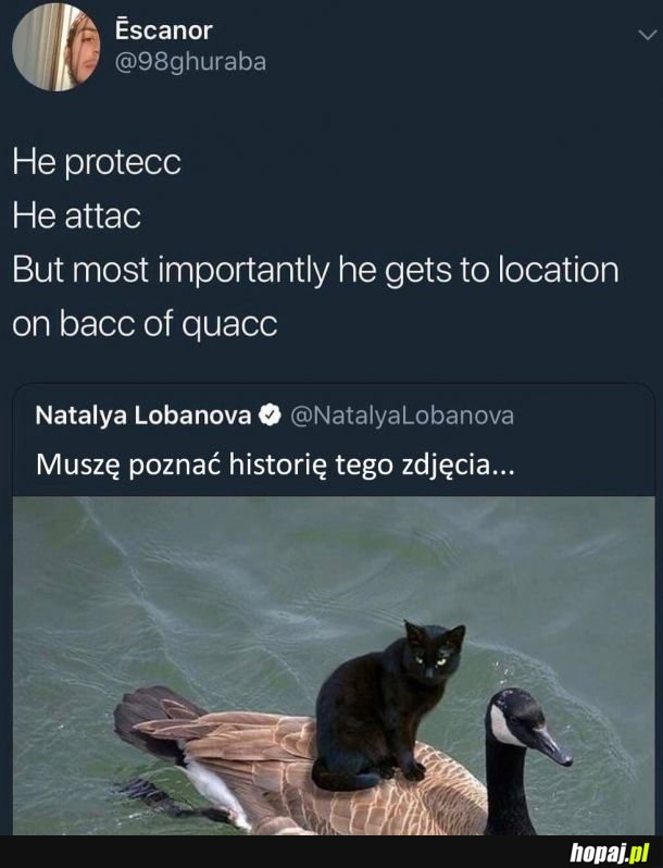 Co ten koteł