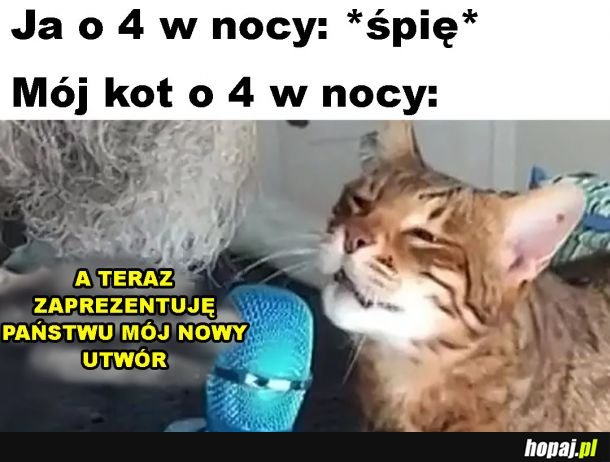 Nowy utwór kota