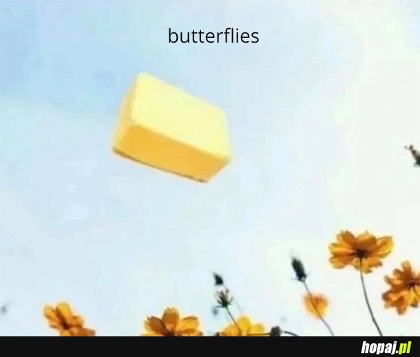 Butterflies