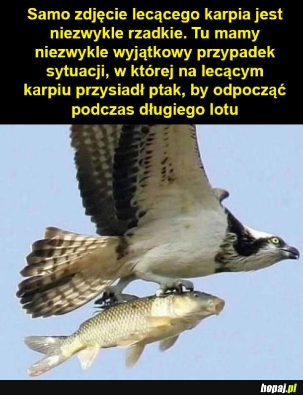 Niezwykłe zdjęcie