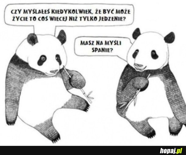 PANDY ROZMYŚLAJĄ O ŻYCIU