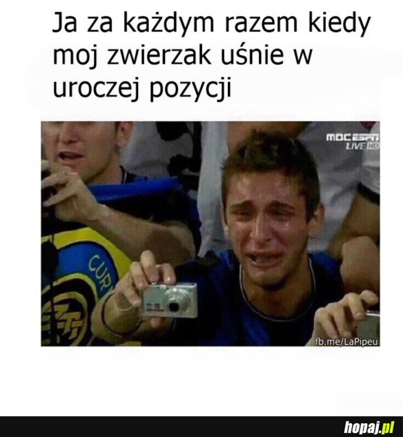 ŚPIĄCE ZWIERZAKI TO UROCZE ZWIERZAKI