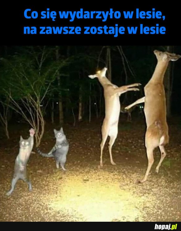 PIERWSZA ZASADA LASU