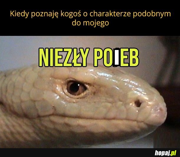 Co za typ