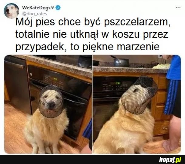 Mój piesio marzyciel