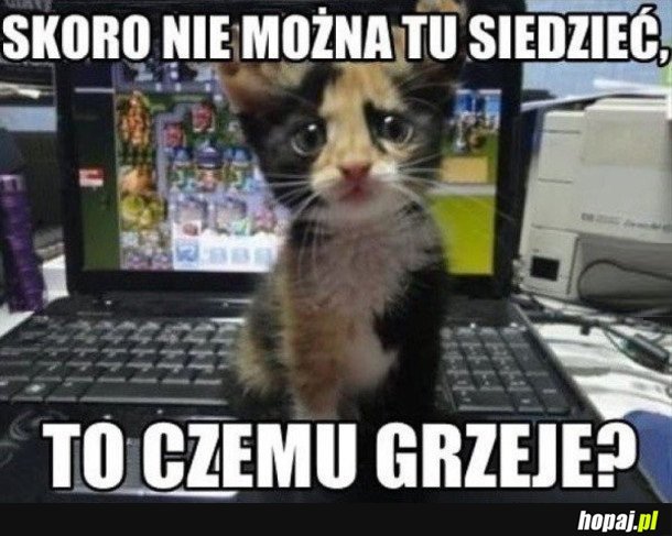 KOTEK SIEDZI NA LAPTOPIE