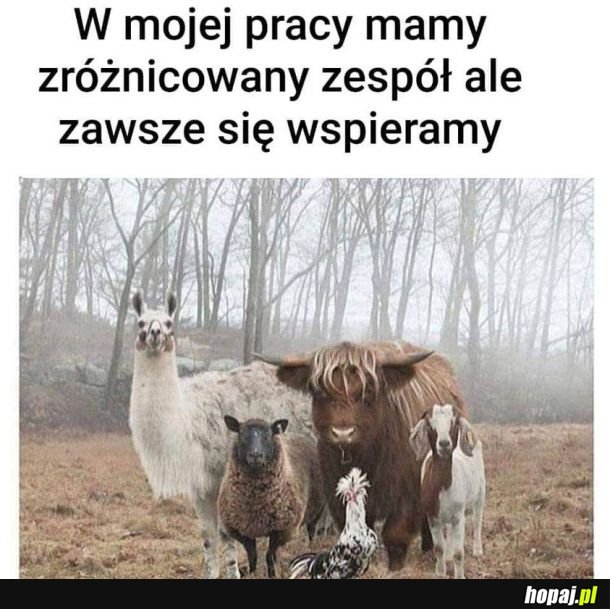 Wsparcie ponad różnicami