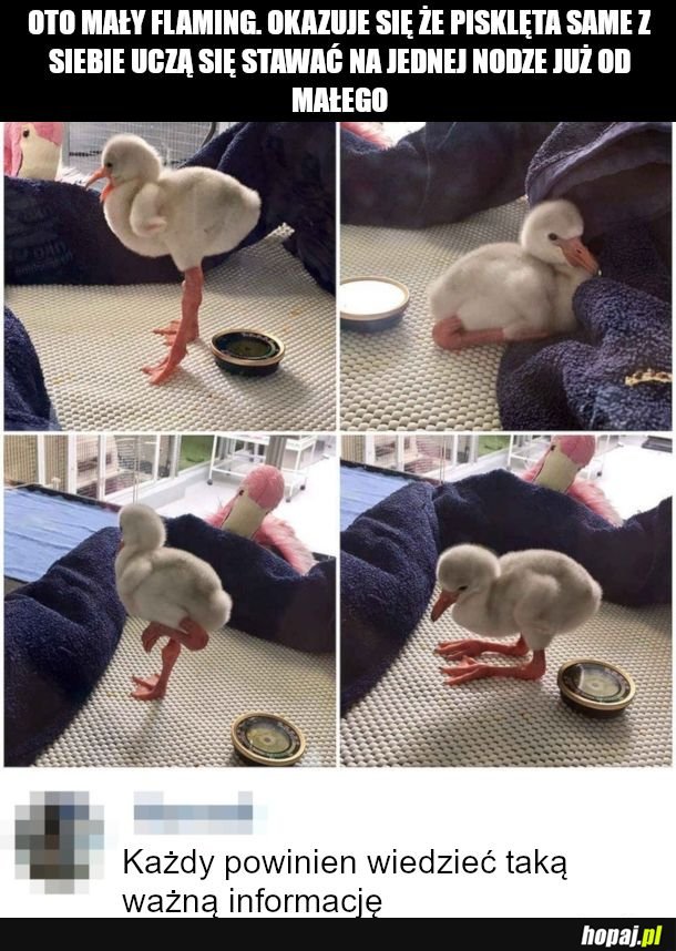 Flamingo