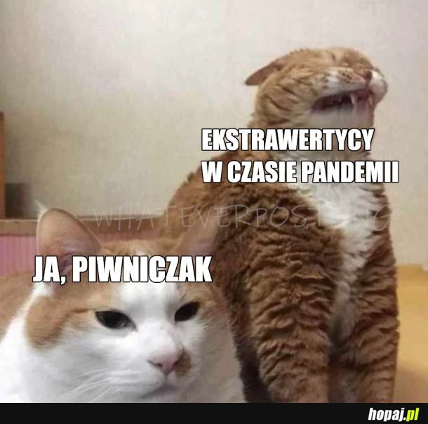 Śmieje się w środeczku