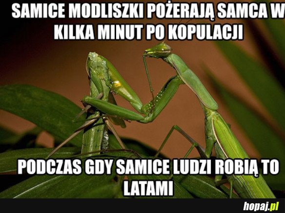 Modliszki