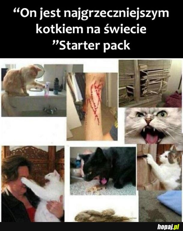 Grzeczny kotek 