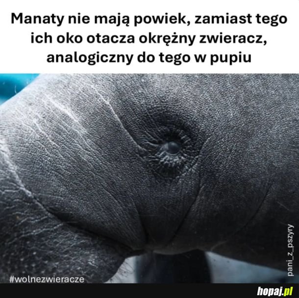Ciekawostka na dziś