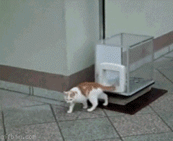 Wyprowadzanie kota na spacer