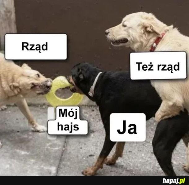 Rząd