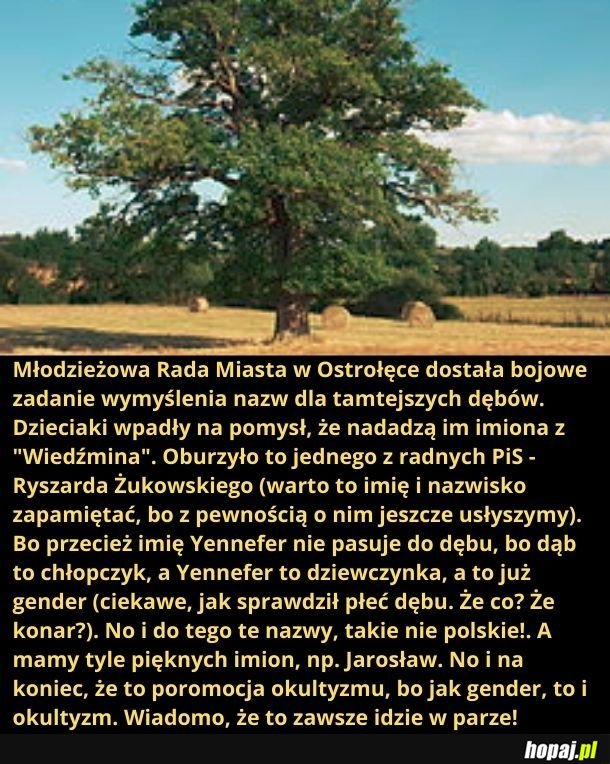 A może chodzi o żołędzie?