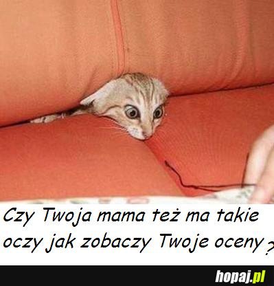 Kociak