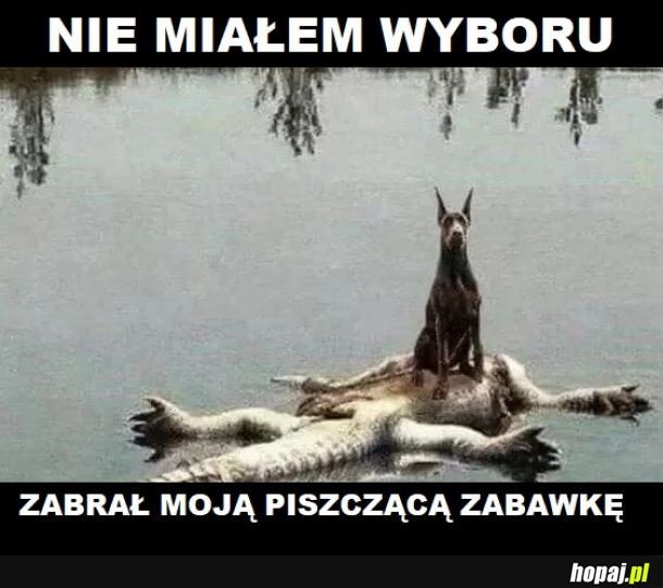 Nie zadzieraj z piesełem