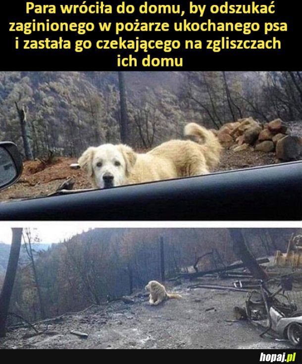 Piesek czekal na nich koło zgliszczy domu