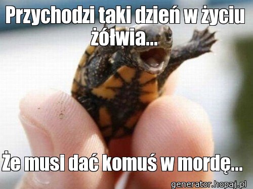 Przychodzi taki dzień w życiu żółwia...