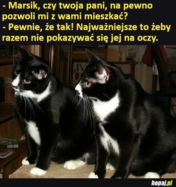 Podstęp