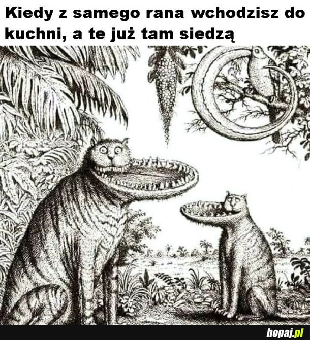 Wiecznie głodne koty