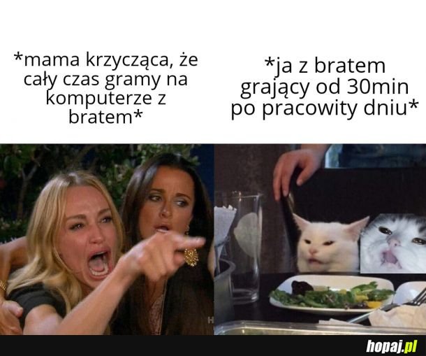  Bracia koty 