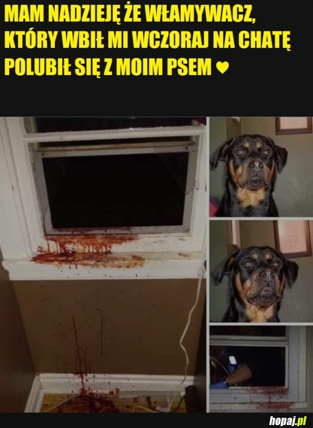 Słodki pieseł