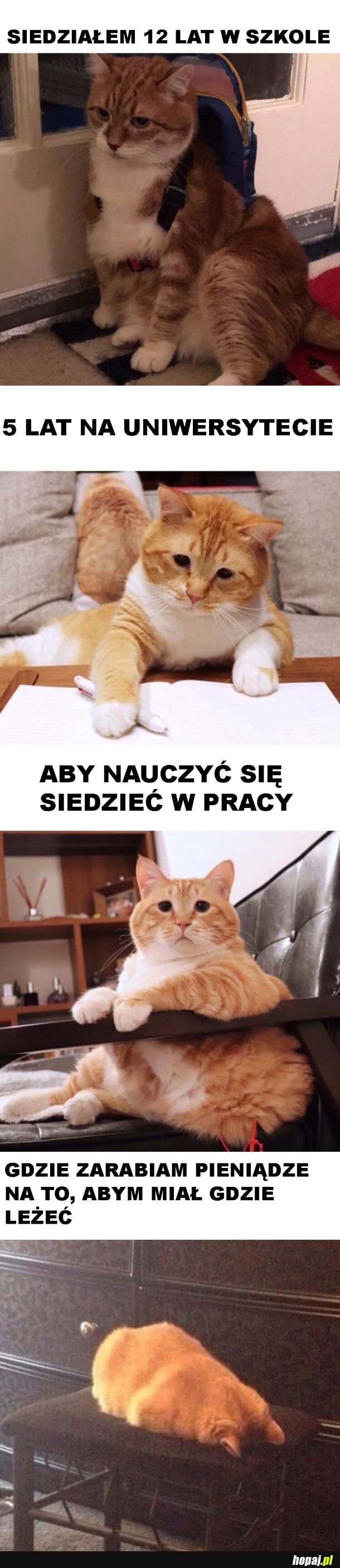 Życie w skrócie